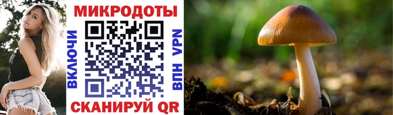 Галлюциногенные грибы Psilocybe Выборг